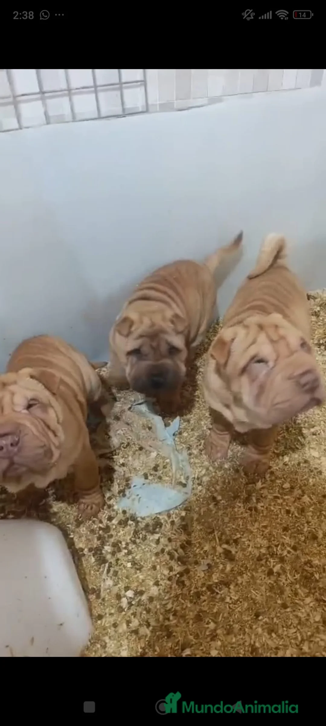 Shar Pei perros en venta: Shar pei linea americana  en Sevilla - Anuncio 2