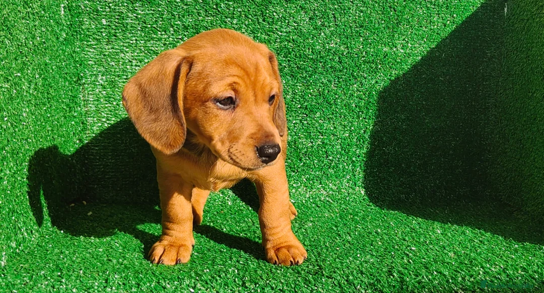 Teckel Miniatura perros en venta: Teckel miniatura  - Anuncio 3