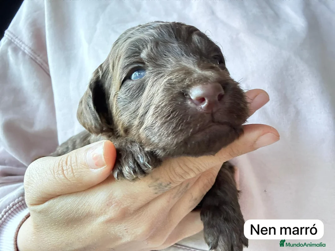 Labradoodle perros en venta: Preciosos cachorros - Anuncio 5