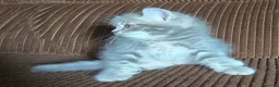 Británico de Pelo Largo gatos en venta: Gatcot.com - Anuncio 8