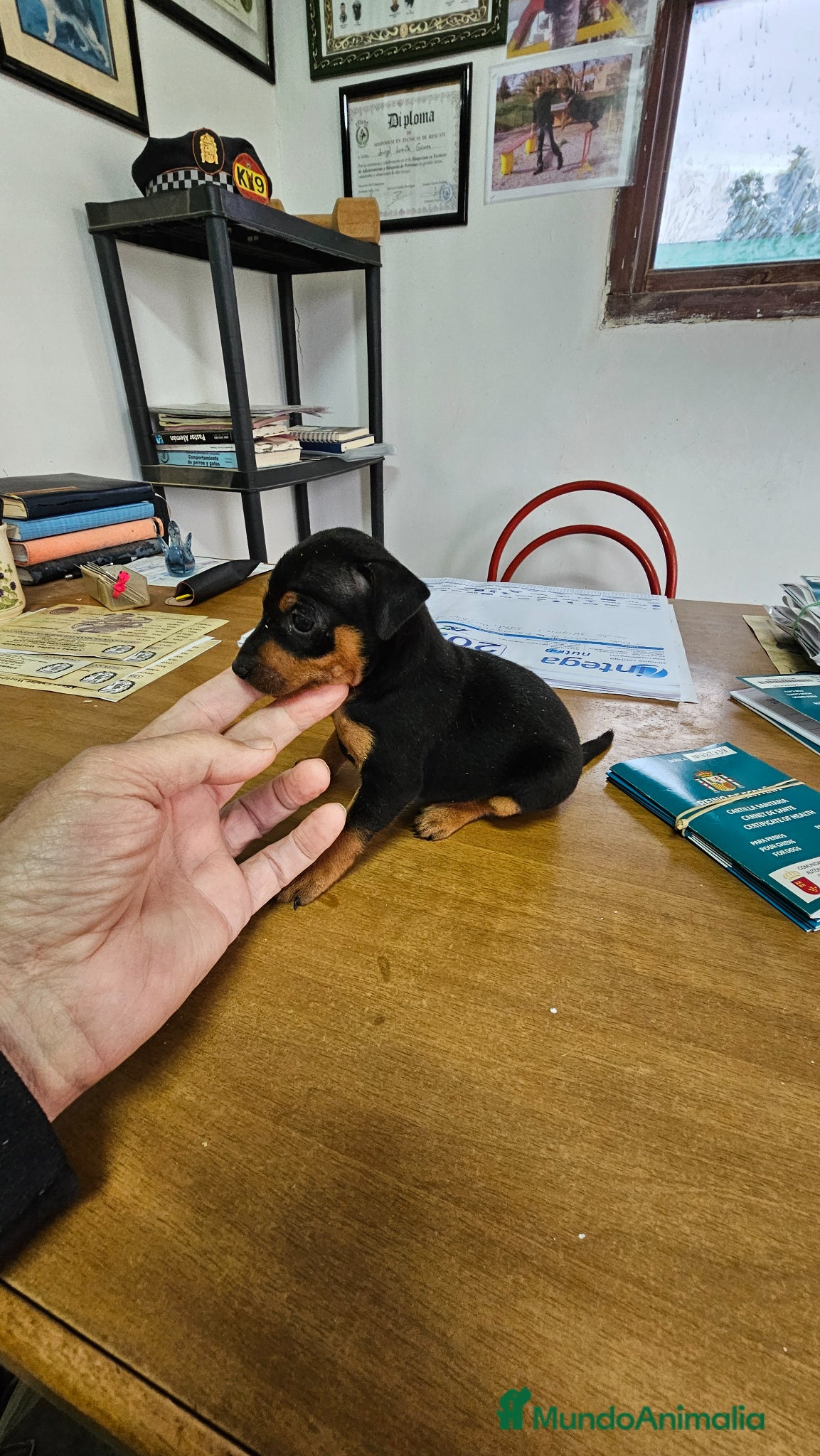 Pinscher Miniatura perros Espectaculares mini pincher - Anuncio 2