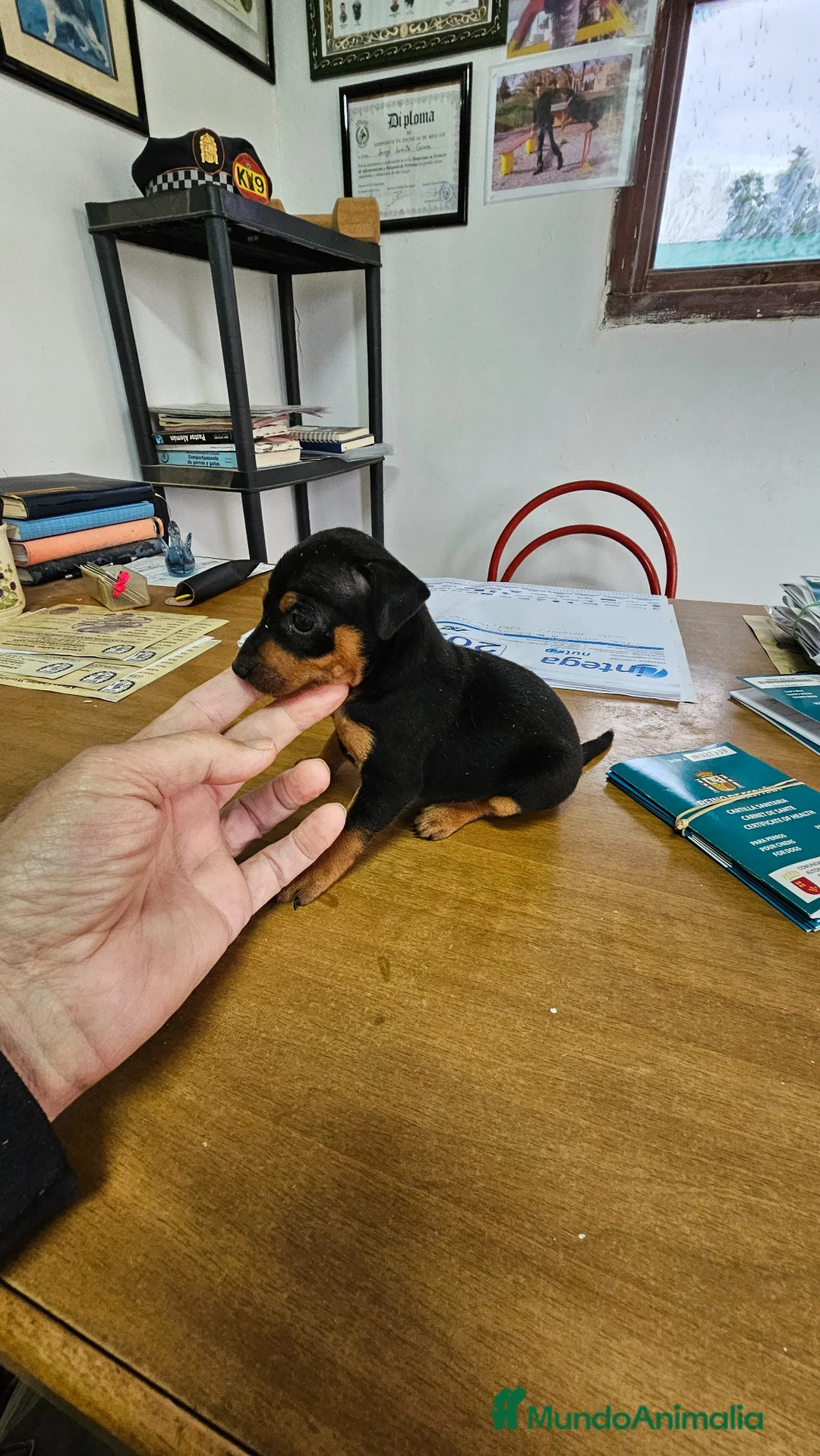 Pinscher Miniatura perros en venta: Espectaculares mini pincher - Anuncio 1