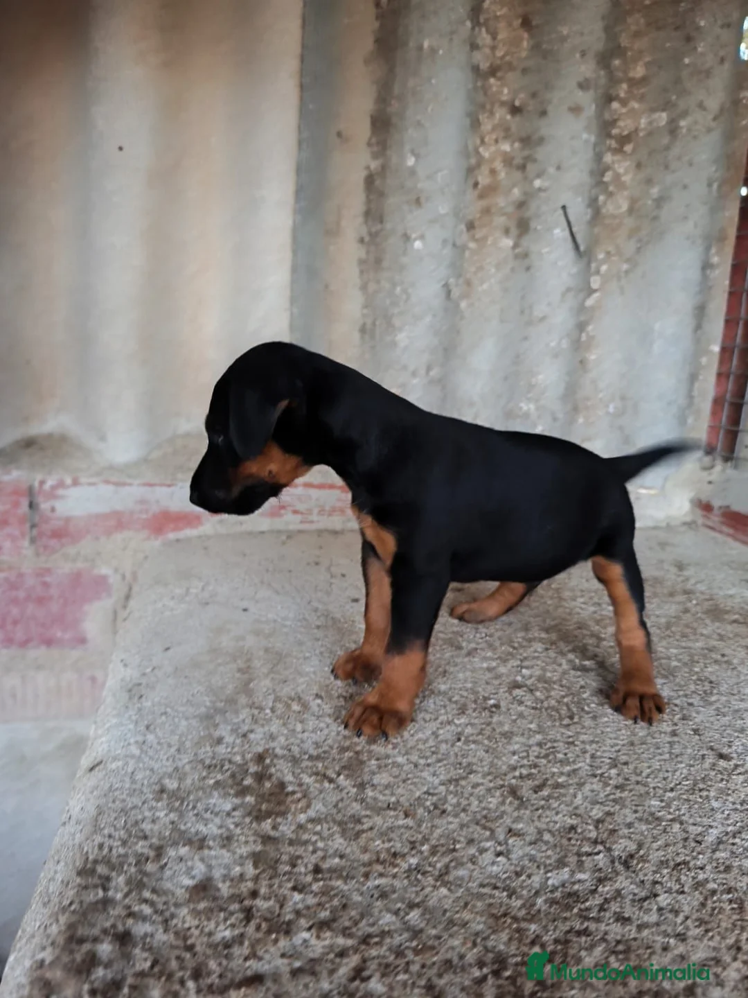 Otras razas perros en venta: Jack terrier de Calidad  - Anuncio 2