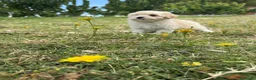 Maltipoo perros en venta: Maltipoo macho listo para entregar !!! - Anuncio 9