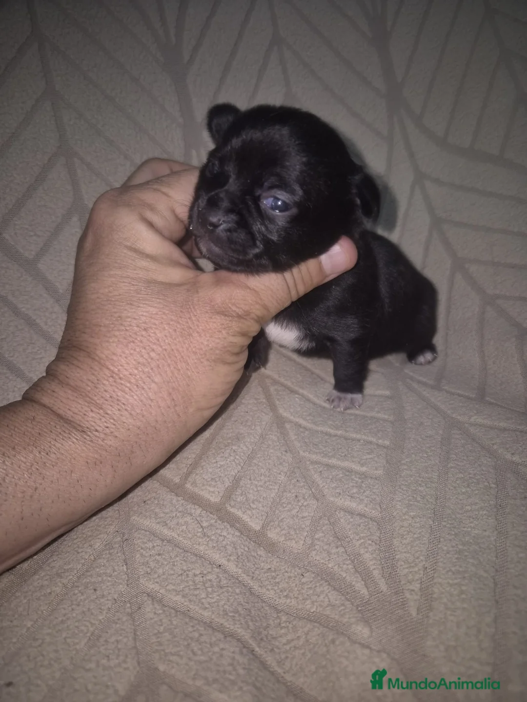 Chihuahua perros en venta: Chihuahua  - Anuncio 1
