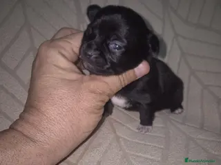 Chihuahua perros Chihuahua - Anuncio 1