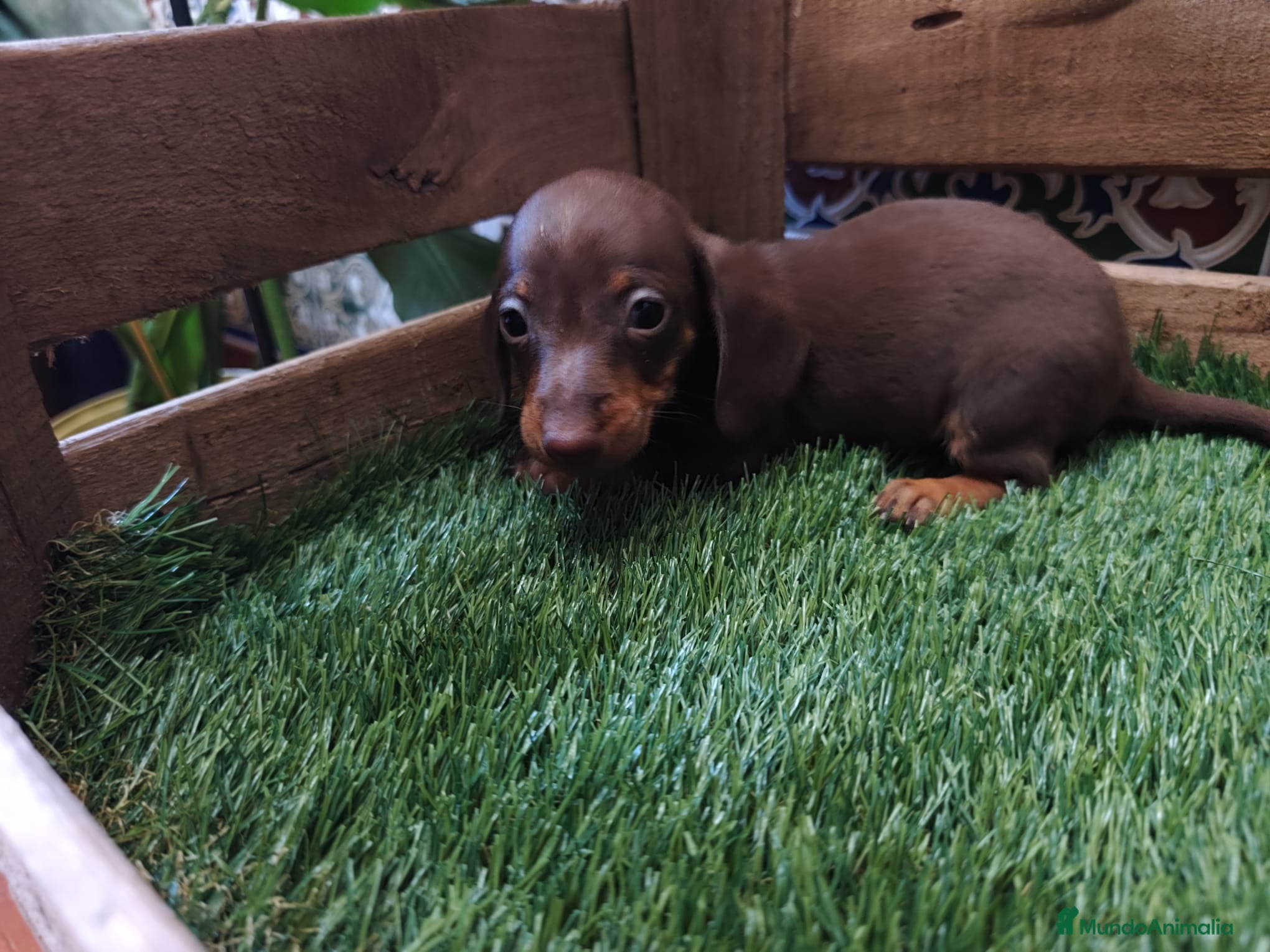 Teckel Miniatura perros Teckel kaninchen - Anuncio 3