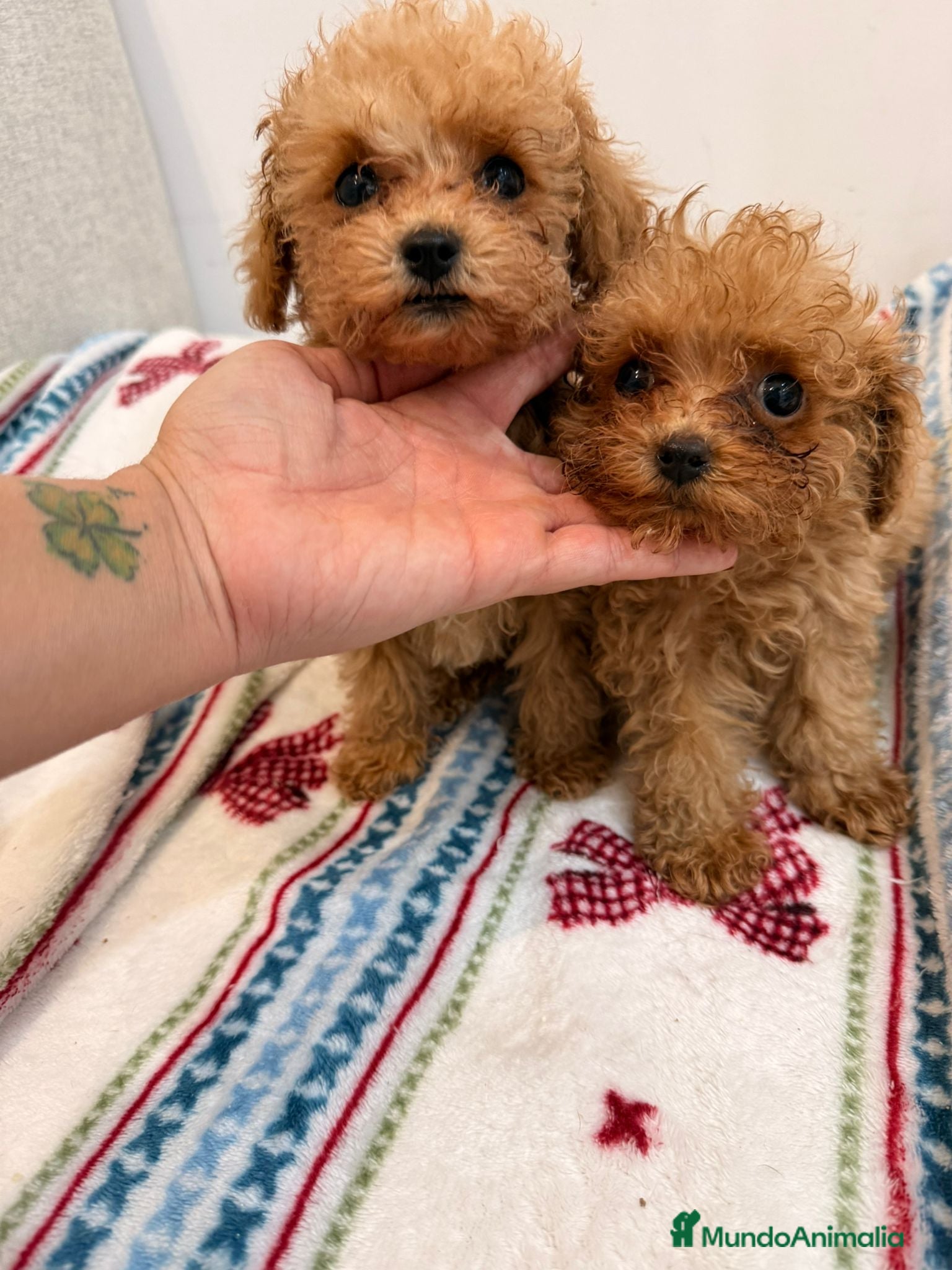 Caniche Toy perros Caniche tácita de te  - Anuncio 2