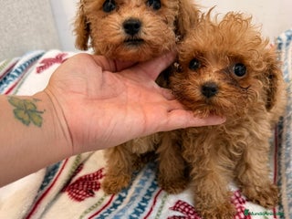 Caniche Toy perros Caniche tácita de te - Anuncio 1