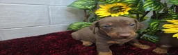 Teckel Miniatura perros en venta: Teckel Miniatura - Anuncio 11