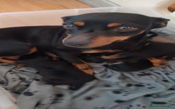 Pinscher Miniatura perros en venta: Mini Pinscher - Imagen 5