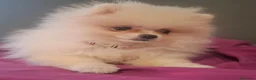 Pomerania perros en venta: POMERANIA - Anuncio 6