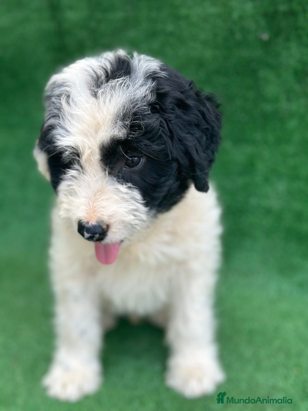 Perro de Agua Español perros en venta: Perro de agua en Cantabria  - Imagen 4
