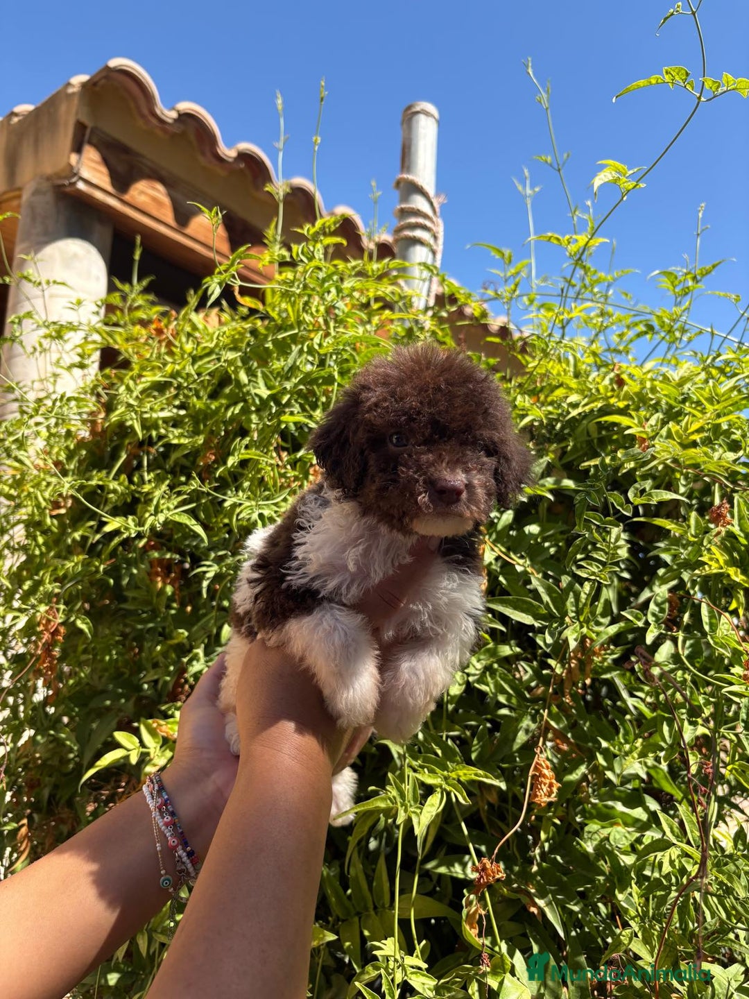 Perro de Agua Español perros en venta: Perro de Agua Español - Imagen 3