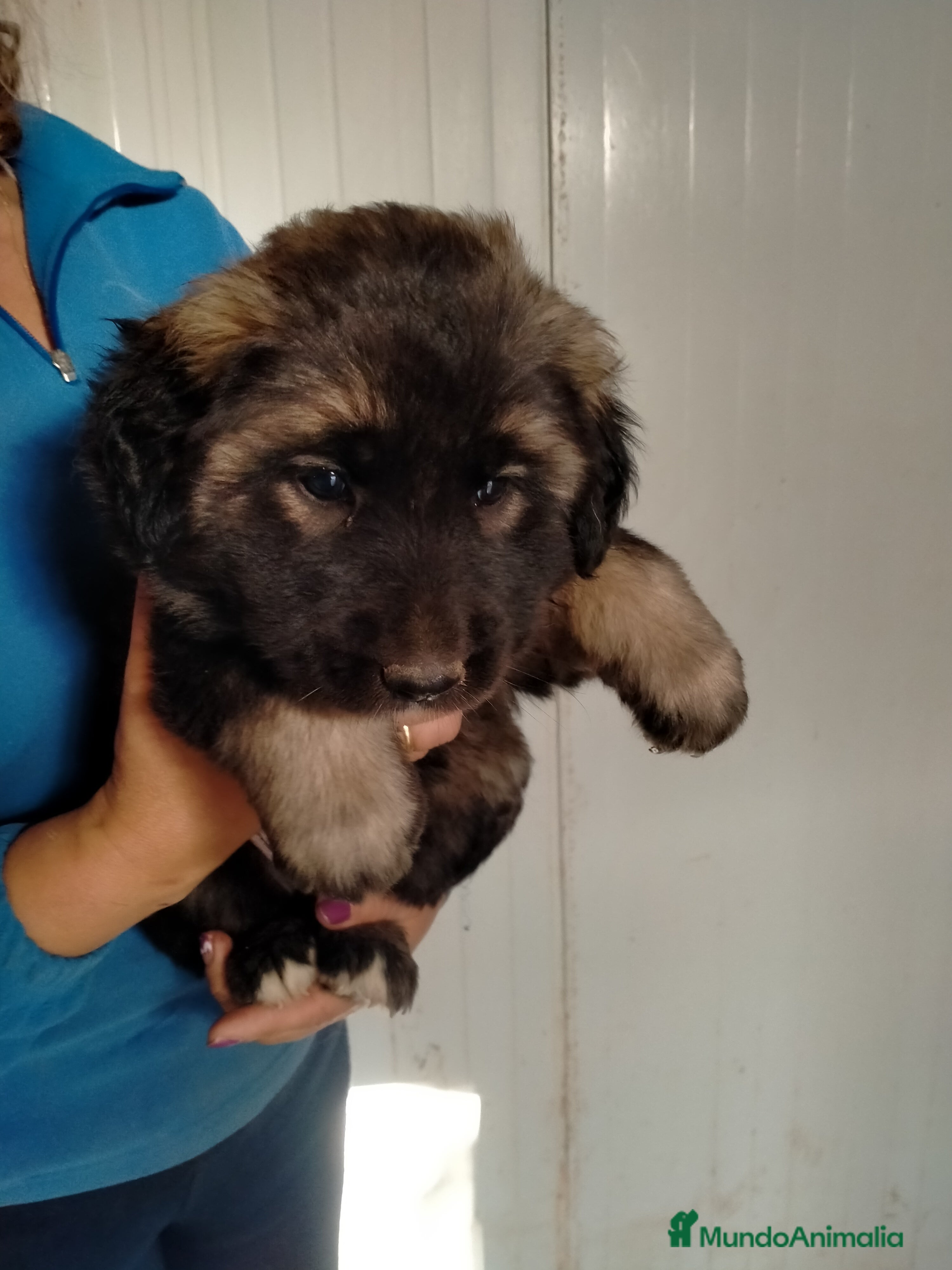 Pastor del Cáucaso perros Caucasos - Anuncio 34