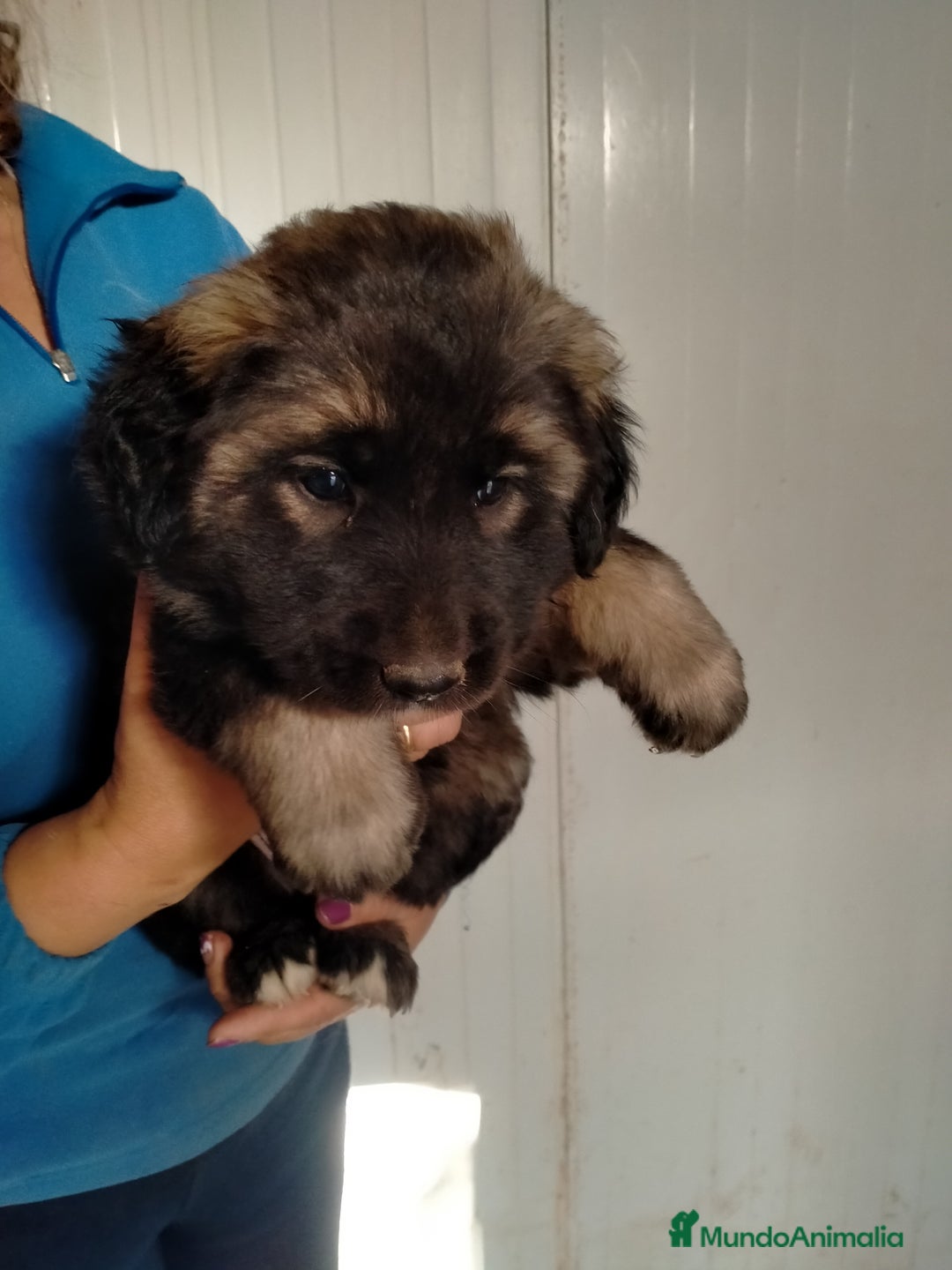 Pastor del Cáucaso perros en venta: Caucasos - Anuncio 1