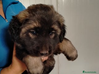 Pastor del Cáucaso perros Caucasos - Anuncio 1