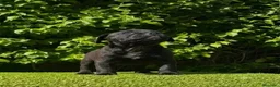 Cane Corso perros en venta: Impresionantes cane corsos maxima calidad - Anuncio 5