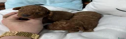 Caniche Toy perros en venta: Caniche toy rojos nueva camada !!! - Anuncio 5