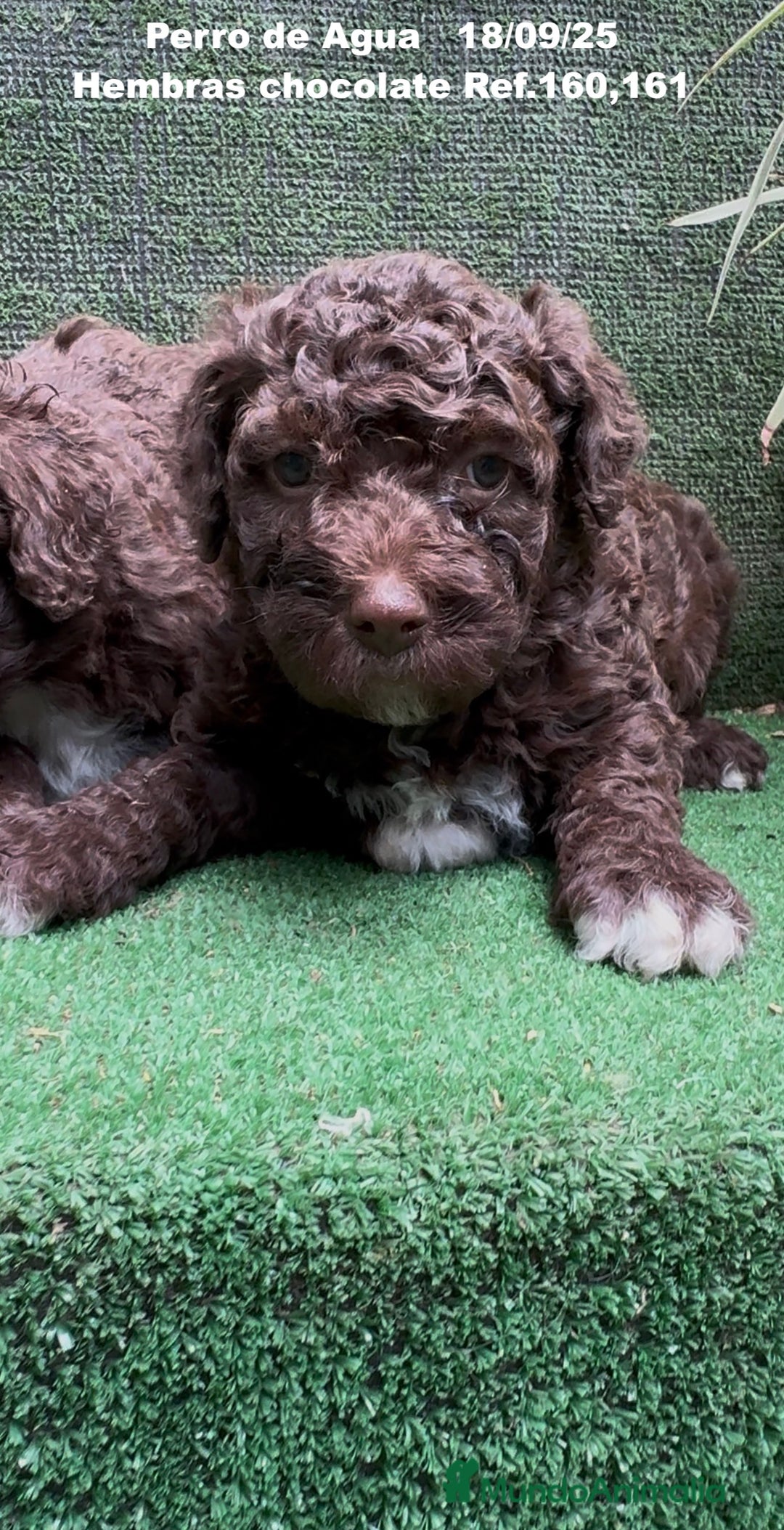 Perro de Agua Español perros en venta: Perro de Agua Español hembra - Anuncio 4