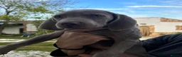 Weimaraner perros en venta: BRACO DE WEIMAR - Anuncio 2