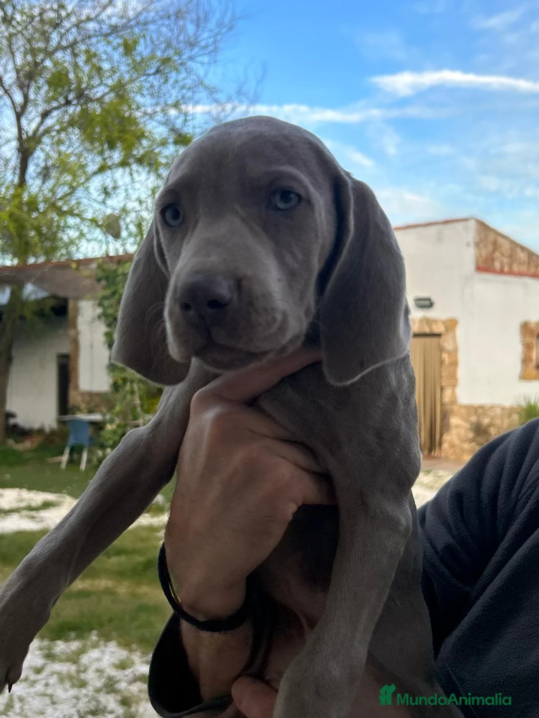 Weimaraner perros en venta: BRACO DE WEIMAR - Anuncio 2