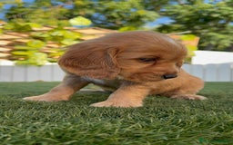 Cocker Spaniel Inglés perros en venta: COCKER SPANIEL INGLES HEMBRA - Imagen 5