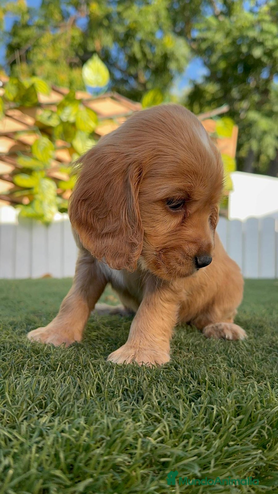 Cocker Spaniel Inglés perros en venta: COCKER SPANIEL INGLES HEMBRA - Imagen 5