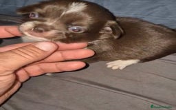Chihuahua perros en venta: Chihuahuas cabeza manzana - Imagen 10