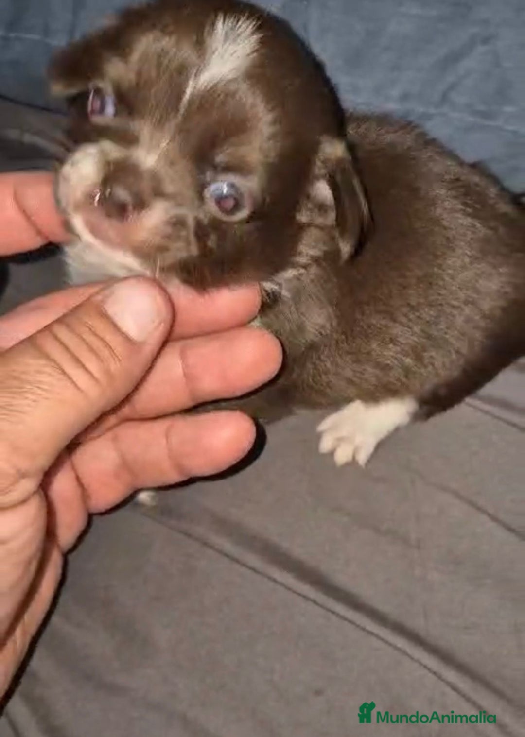Chihuahua perros en venta: Chihuahuas cabeza manzana - Imagen 10