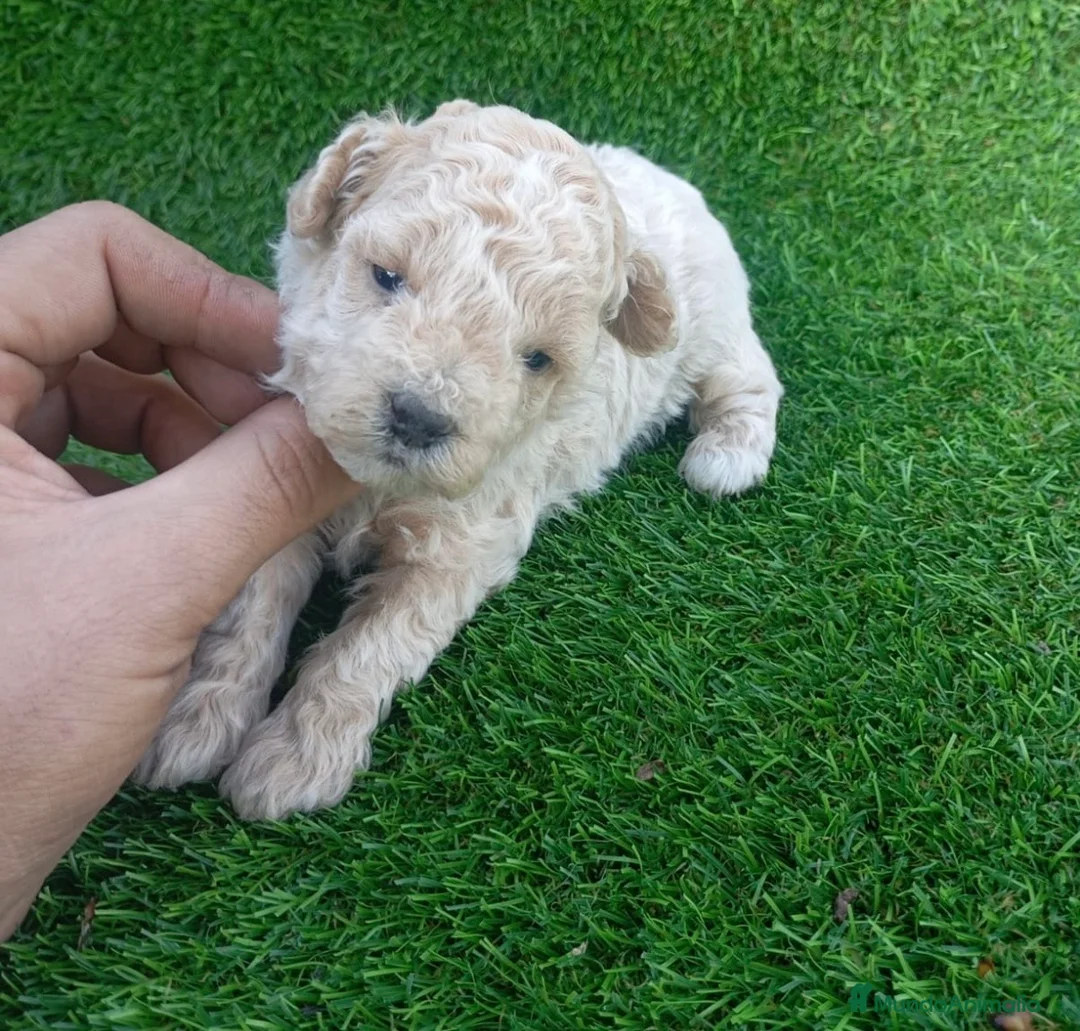 Caniche Toy perros en venta: Preciosos caniches toys  - Anuncio 2