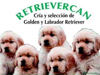 Golden Retriever perros - Anuncio 2