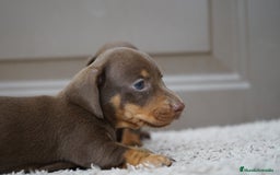 Teckel Miniatura perros en venta: 🌰✨ Frisco, Sani & Pau — tres teckel que marcan 🐾 - Imagen 7