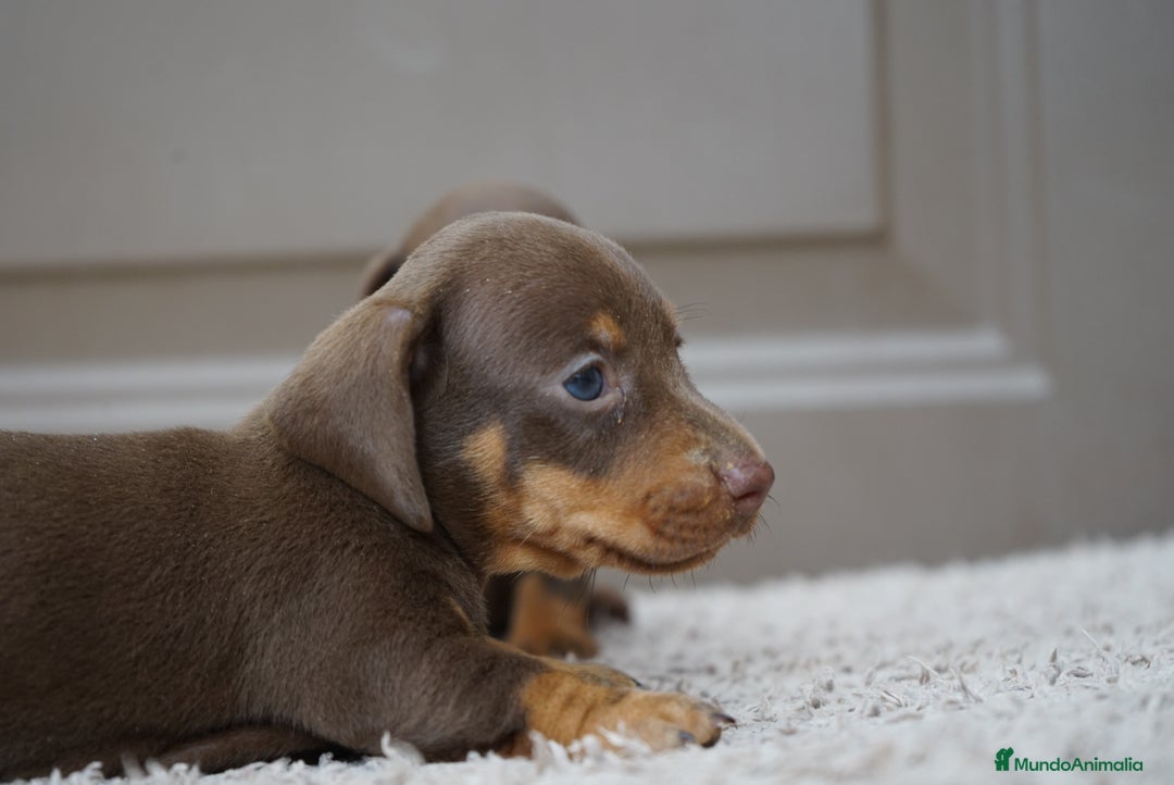Teckel Miniatura perros en venta: 🌰✨ Frisco, Sani & Pau — tres teckel que marcan 🐾 - Imagen 7