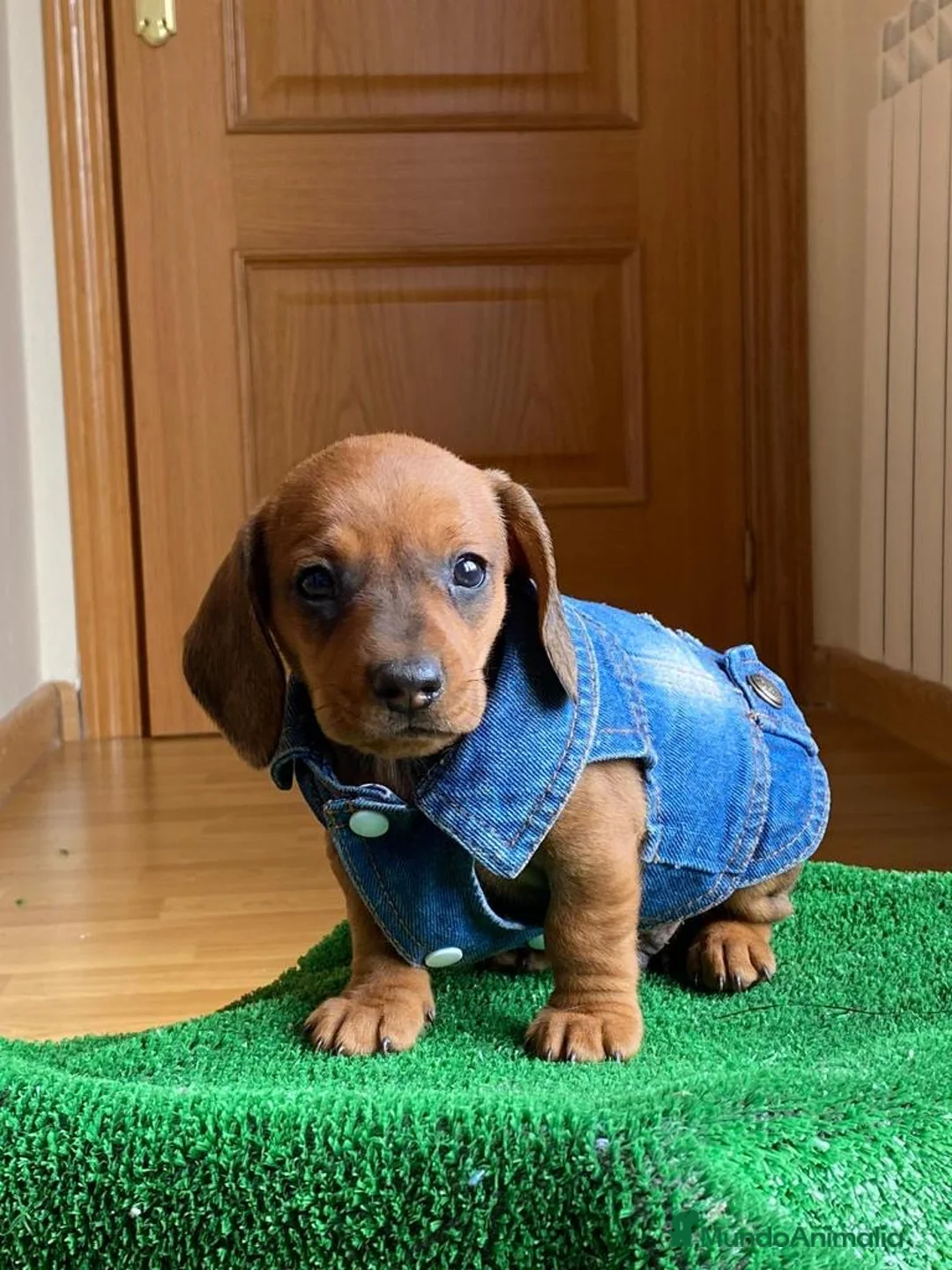 Teckel Miniatura perros en venta: Teckel clásicos !  en Ciudad Real - Anuncio 3