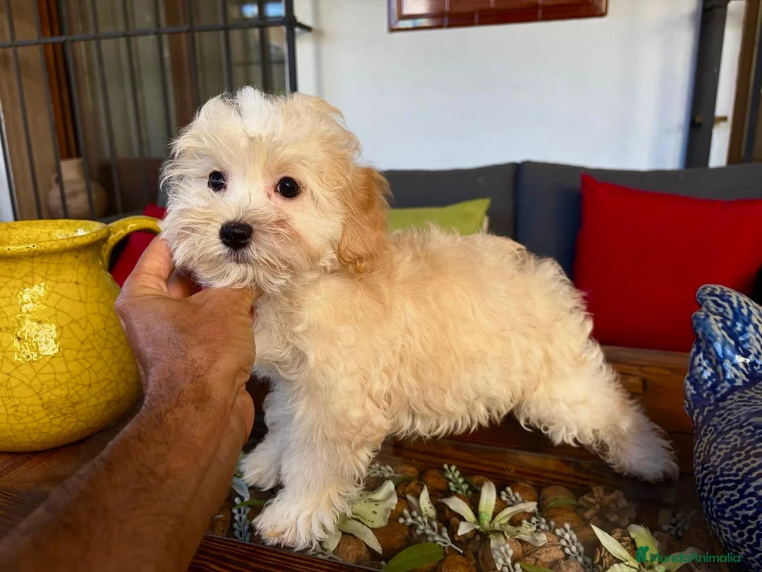 Maltipoo perros en venta: Maltipoo un verdadero encanto de cachorrito!! - Anuncio 2