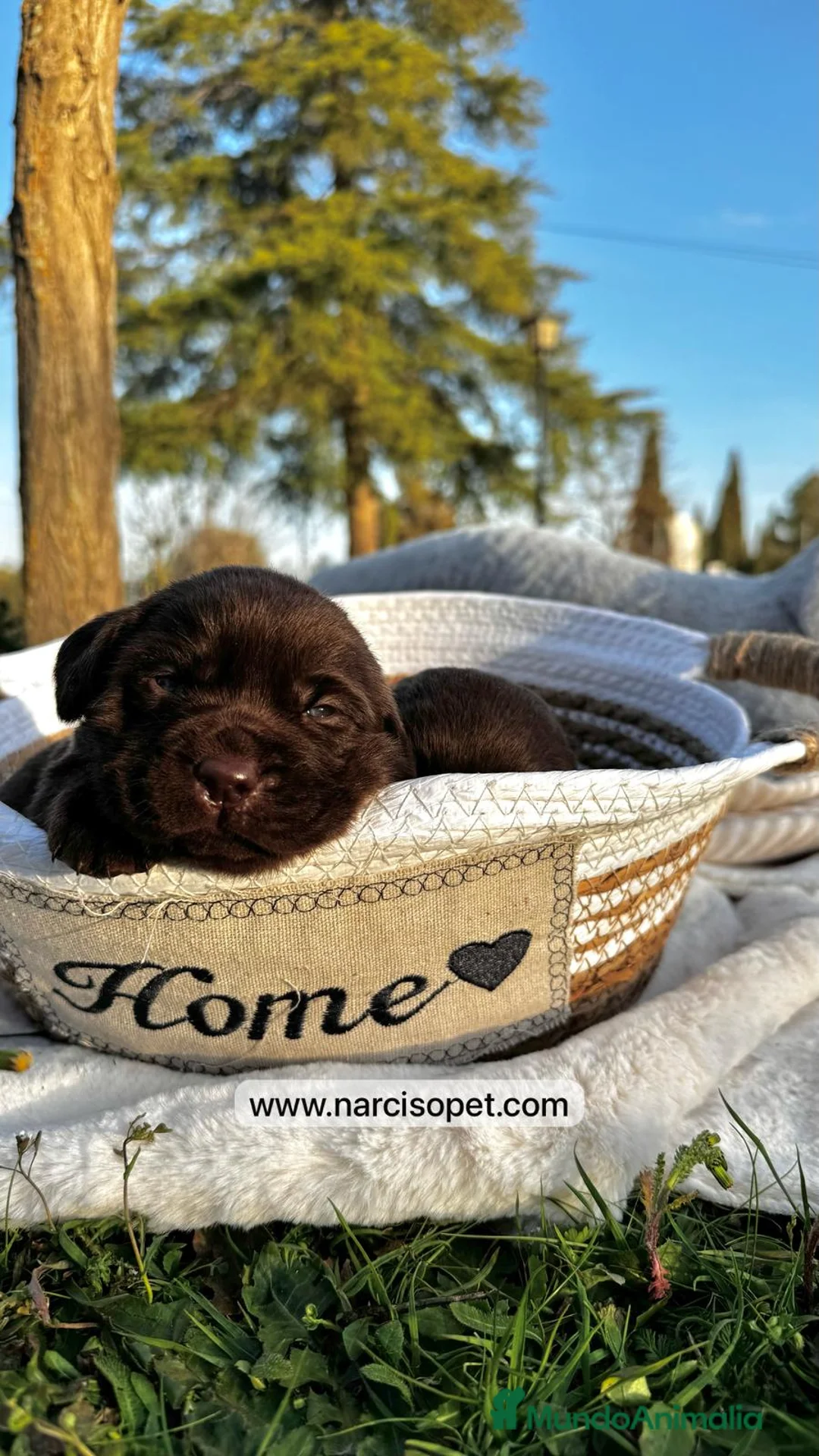 Labrador Retriever perros en venta: LABRADOR CHOCOLATE OJOS CLAROS en Asturias - Anuncio 3