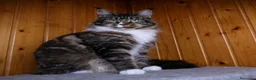 Maine Coon gatos en venta: Camada de Gatitos Maine Coon - Anuncio 5