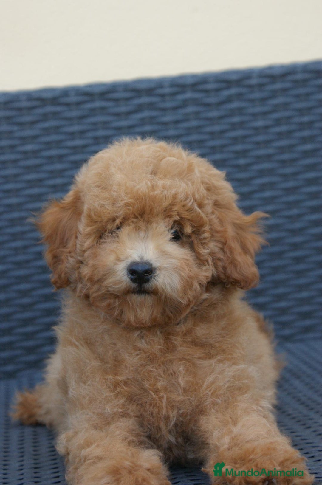 Caniche Toy perros en venta: CANICHES TOY - Anuncio 5