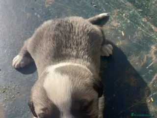 Mastín Español perros Camada preciosa de mastín español. - Anuncio 1