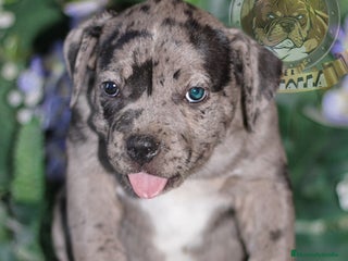 American Bully perros en Sevilla - Anuncio 33