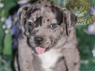 American Bully perros CRIADORES AMERICAN BULLY — 622 41 47 93 - Anuncio 12