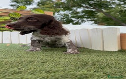 Cocker Spaniel Inglés perros en venta: COCKER RUANO - Imagen 3
