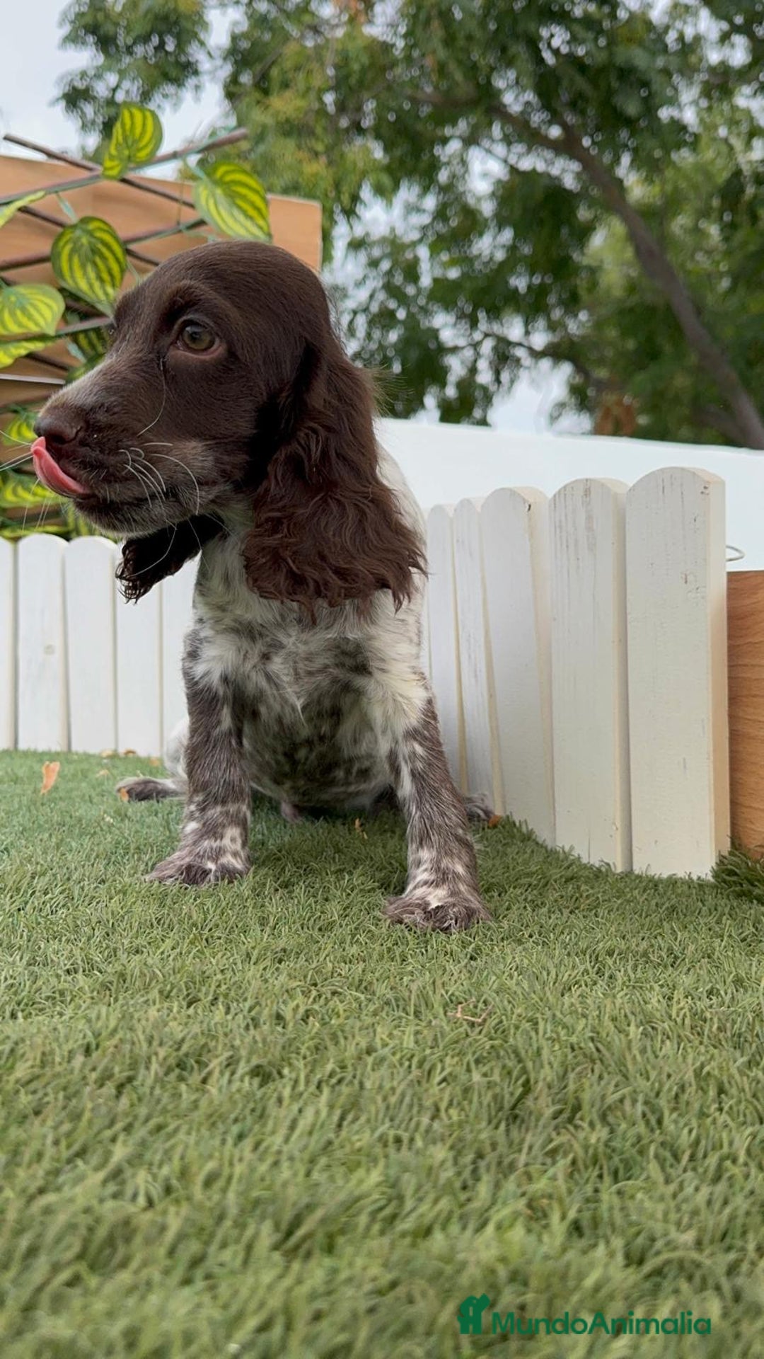 Cocker Spaniel Inglés perros en venta: COCKER RUANO - Imagen 3