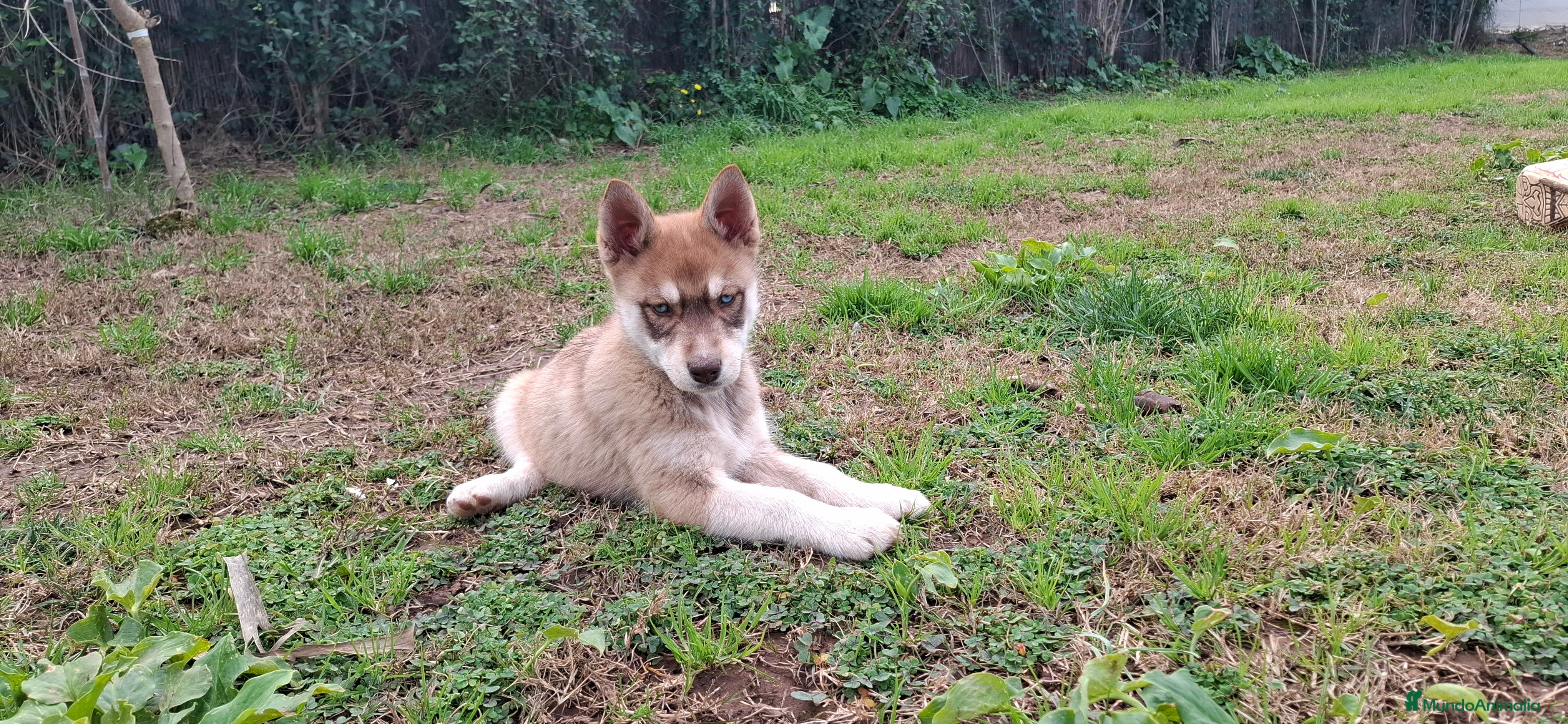 Husky Siberiano perros Husky siberiano - Anuncio 4