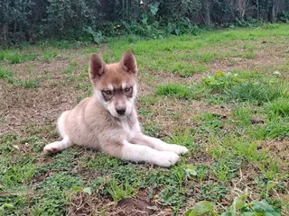 Husky Siberiano perros Husky siberiano - Anuncio 1