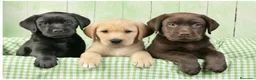 Labrador Retriever perros en venta: Labrador retriever - Anuncio 3