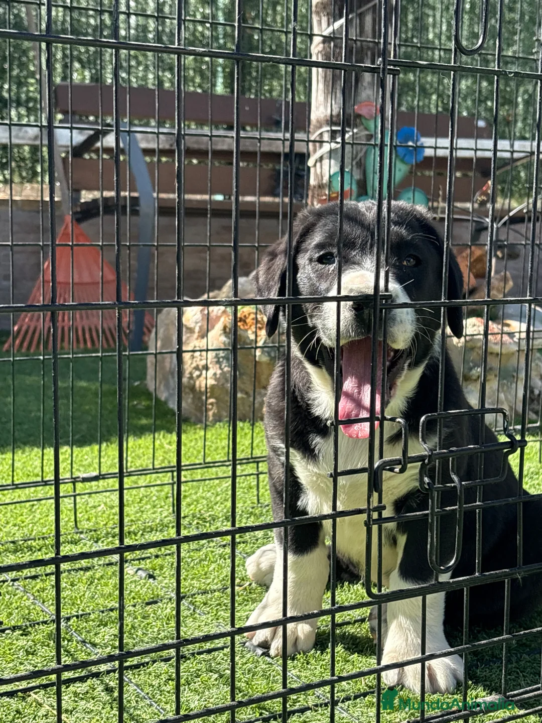 Pastor de Asia Central perros en venta: Alabai - Anuncio 2