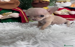 Chihuahua perros en venta: CHIHUAHUA HEMBRA - Anuncio 12