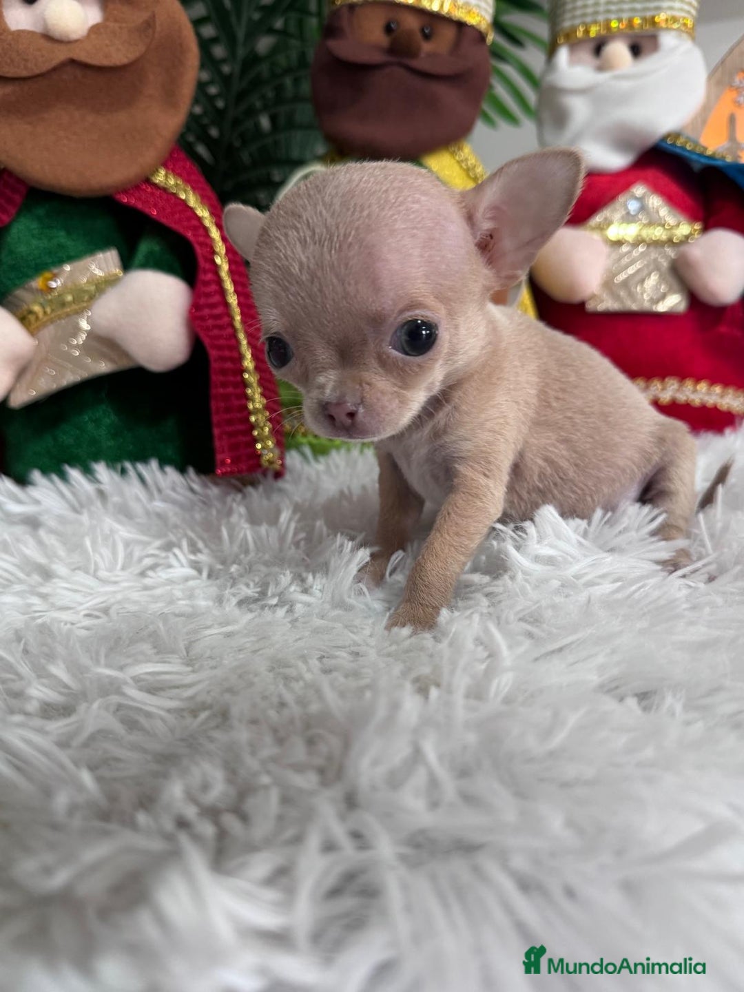 Chihuahua perros en venta: CHIHUAHUA HEMBRA - Anuncio 12